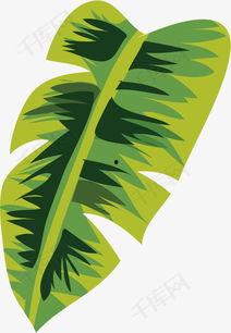 芭蕉扇的图片,夏日清凉的传说与艺术