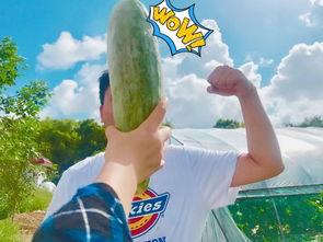 朋友去今日吃瓜一天,朋友一整天吃瓜大揭秘