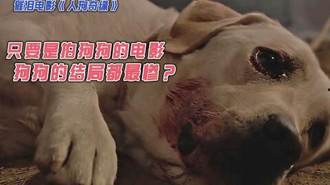 韩国狗狗的电影,韩国狗狗电影的感人瞬间